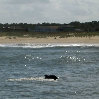 Rudee Tours - A dolphin - Tours Near Me - Virginia Beach, Virginia Rudee Tours - A dolphin - Tours Near Me - Virginia Beach, Virginia