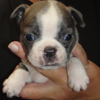 Ravensview Farms - Pet Adoption Near Me - Bend, Oregon