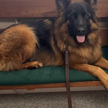 Bethway Kennels - One of our princes Wolf! - Pet Sitting Near Me - Bethany, Connecticut