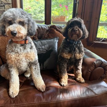 PetSmart - Beautiful Taby and Toby - Pet Training Near Me - Waynesville, North Carolina PetSmart - Beautiful Taby and Toby - Pet Training Near Me - Waynesville, North Carolina