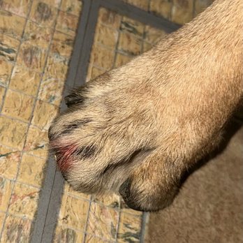 Petco - Hurt paw. - Pet Training Near Me - Hagerstown, Maryland
