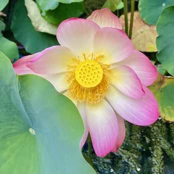Lotusland - Botanical Gardens Near Me - Santa Barbara, California Lotusland - Botanical Gardens Near Me - Santa Barbara, California