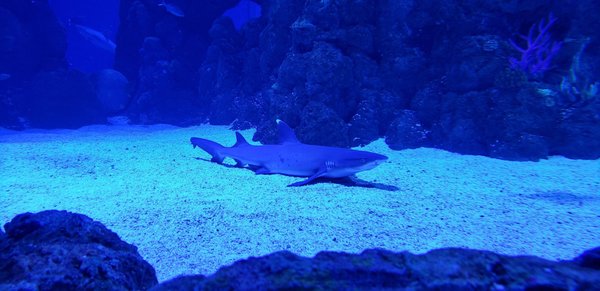 Cairns Aquarium by null