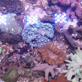 Tropical Treasures - Love the salt reef tanks - Local Fish Stores Near Me - Phoenix, Arizona Tropical Treasures - Love the salt reef tanks - Local Fish Stores Near Me - Phoenix, Arizona