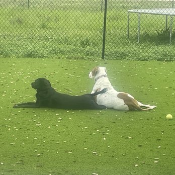 Texans Turf - Dogs enjoying turf - Artificial Turf Near Me - Houston, Texas Texans Turf - Dogs enjoying turf - Artificial Turf Near Me - Houston, Texas