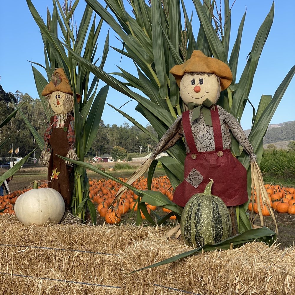 Repetto's Pumpkins - Pumpkin Patches Near Me - Half Moon Bay, California Repetto's Pumpkins - Pumpkin Patches Near Me - Half Moon Bay, California