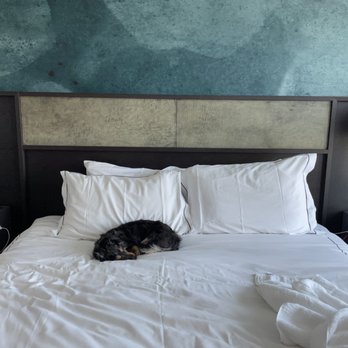 Hotel Van Zandt - Our mini doxie quickly made himself comfortable. - Hotels Near Me - Austin, Texas Hotel Van Zandt - Our mini doxie quickly made himself comfortable. - Hotels Near Me - Austin, Texas