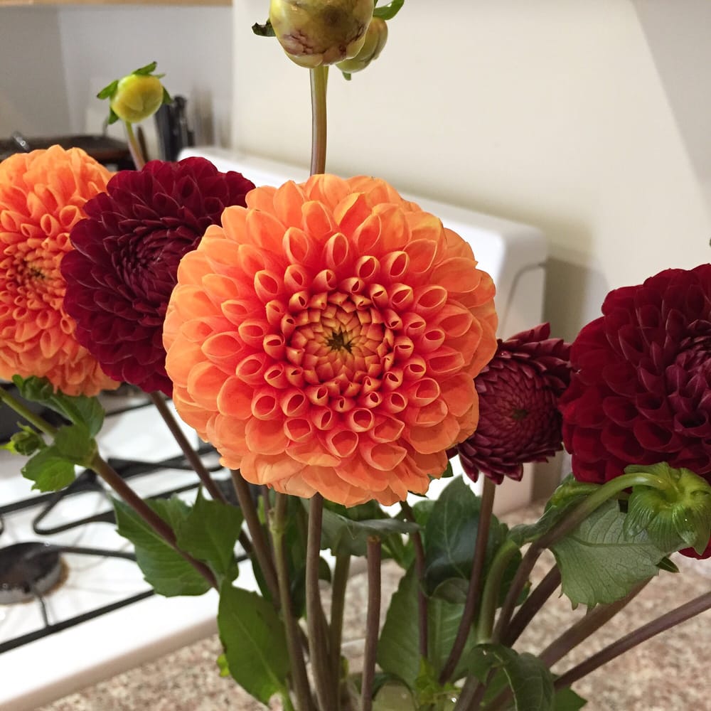 SKYLINE FLOWERS ENCINO FARMERS MARKET 17400 Victory Blvd, Van Nuys