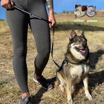 Sitter4Paws - Life gets busy, let us take over Fido's exercise when you can't! - Dog Walkers Near Me Sitter4Paws - Life gets busy, let us take over Fido's exercise when you can't! - Dog Walkers Near Me