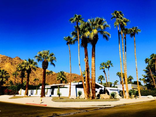 Palm Springs Mod Squad (Architecture Tours) by null