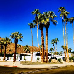 Palm Springs Mod Squad