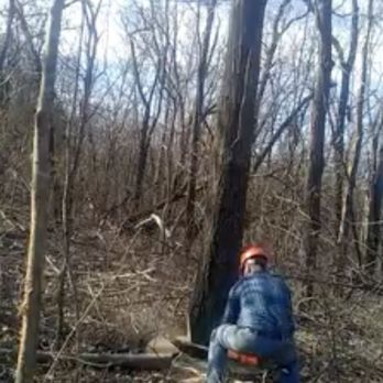 Tree & Yard Handling - Tree Services Near Me