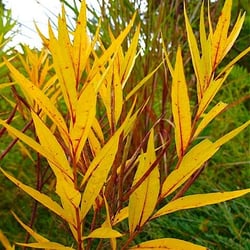 Hartke Nursery
