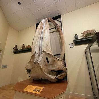 Mayborn Museum - Whale skull - Museums Near Me - Waco, Texas
