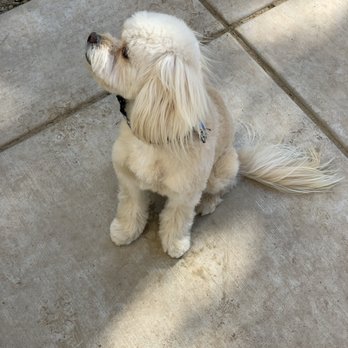 Savvy Mobile Grooming - Pet Groomers Near Me Savvy Mobile Grooming - Pet Groomers Near Me