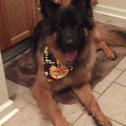 Marian's Pet Grooming - Jack after being groomed.