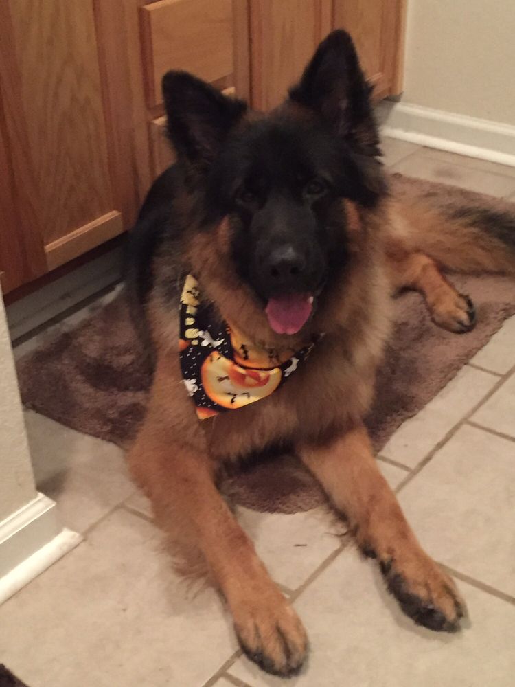 MARIAN’S PET GROOMING Updated May 2024 211 Mahlon St, Deridder