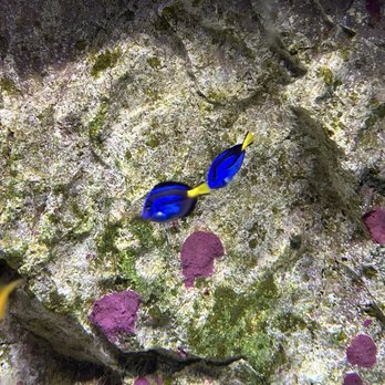 Via Aquarium - Aquariums Near Me - Schenectady, New York Via Aquarium - Aquariums Near Me - Schenectady, New York