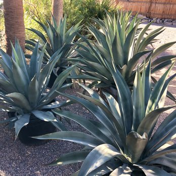 Macias Nursery - Getting ready to get planted! - Nurseries & Gardening Near Me - Thousand Palms, California