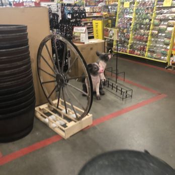 Tractor Supply - Cute outside decor - Farming Equipment Near Me - Clovis, California