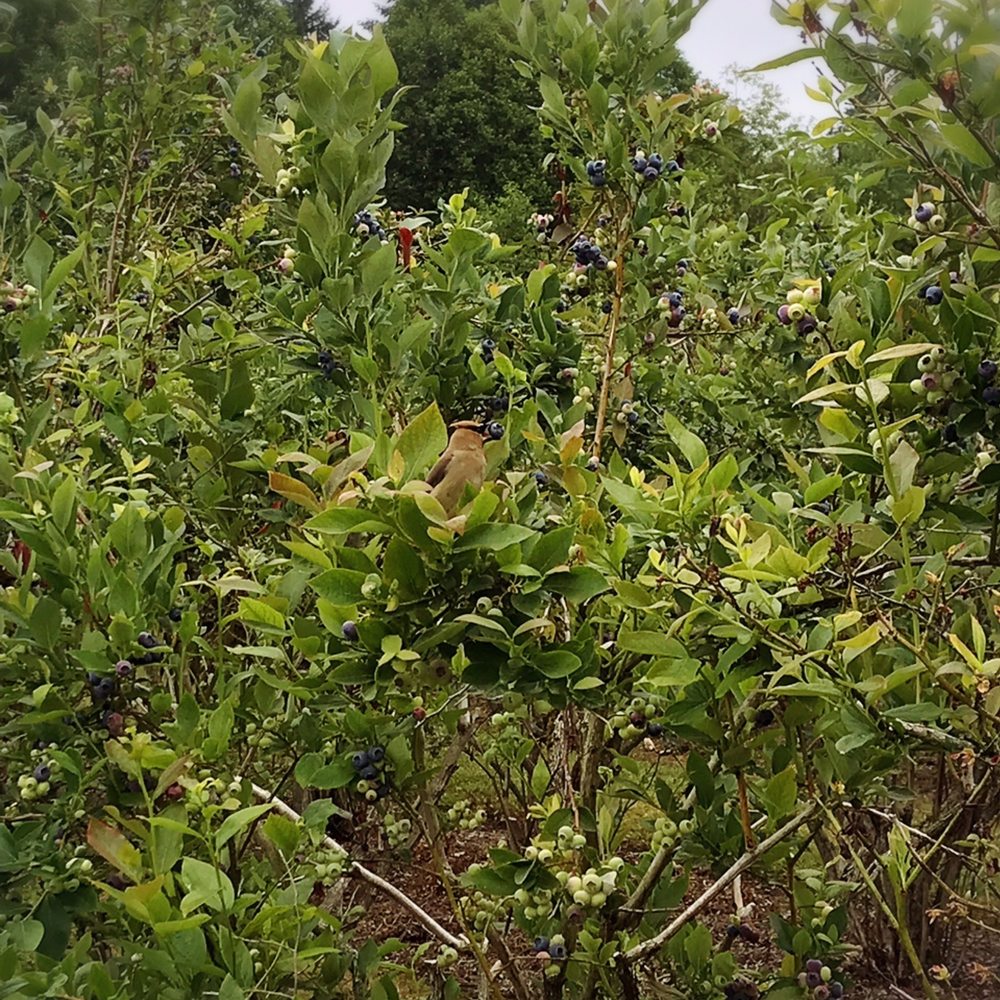 Valentina Farm - Bryant Blueberry Farm - Farmers Market Near Me - Arlington, Washington