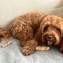 Photo of Rainbow Pet Supplies and Grooming