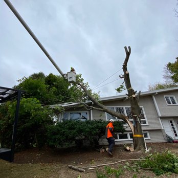 Southeast Arborist - Hazardous tree removal - Tree Services Near Me Southeast Arborist - Hazardous tree removal - Tree Services Near Me