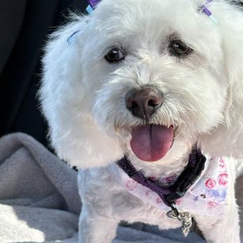 Posh Paws - Pet Groomers Near Me - Downey, California Posh Paws - Pet Groomers Near Me - Downey, California