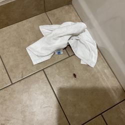 Howard Johnson by Wyndham Holbrook - Cockroach before I stepped on the bastard