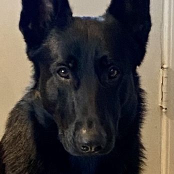 Underdog K-9 Academy - A beautiful black GSD - Pet Training Near Me Underdog K-9 Academy - A beautiful black GSD - Pet Training Near Me