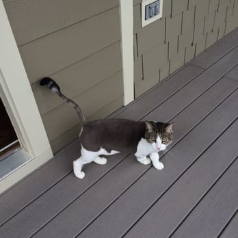 PetSmart - My cat Morris after his "Lion's Hairstyle"... He's got boots with the fur - Pet Stores Near Me - Nashville, Tennessee