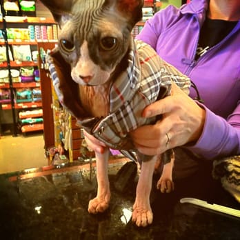 Jameson Loves Danger - Kitties like Hamlet the Sphynx are always welcome at JLD - Pet Stores Near Me - Chicago, Illinois Jameson Loves Danger - Kitties like Hamlet the Sphynx are always welcome at JLD - Pet Stores Near Me - Chicago, Illinois