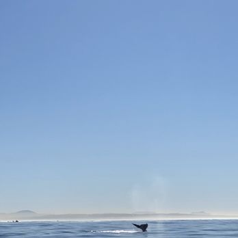 Xplore Offshore - Beautiful day, sunny, smooth water and tons of sea life! - Tours Near Me Xplore Offshore - Beautiful day, sunny, smooth water and tons of sea life! - Tours Near Me