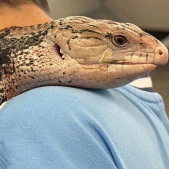 For Goodness Snakes - Performing Arts Near Me