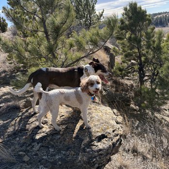 WAGS Pet Sitting - Pet Sitting Near Me - Billings, Montana WAGS Pet Sitting - Pet Sitting Near Me - Billings, Montana