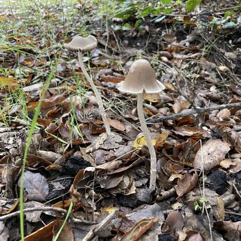 North Star Naturalist - How to tell which mushroom is older? Yes, you're right, the one with the edges curling upward! - Walking Tours Near Me North Star Naturalist - How to tell which mushroom is older? Yes, you're right, the one with the edges curling upward! - Walking Tours Near Me