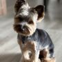 Photo of Pampered Pooch Parlor