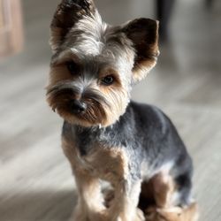 Pampered Pooch Parlor