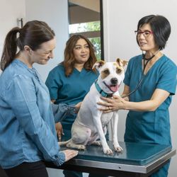California Pet Hospital
