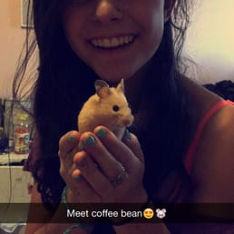 New hamster coffee bean New hamster coffee bean