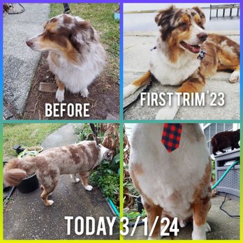 Waggin' Tails - Top left is that morning. Right is what we wanted again and the bottom is what we left with. - Pet Groomers Near Me - Jacksonville, Florida Waggin' Tails - Top left is that morning. Right is what we wanted again and the bottom is what we left with. - Pet Groomers Near Me - Jacksonville, Florida