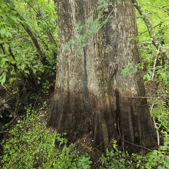 Lettuce Lake Park - Big ol cypress - Parks Near Me - Tampa, Florida