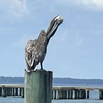 Dewey Destin's Harborside - Guard bird - Seafood Near Me - Destin, Florida Dewey Destin's Harborside - Guard bird - Seafood Near Me - Destin, Florida