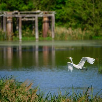 Houston Audubon Society - Public Services & Government Near Me - High Island, Texas