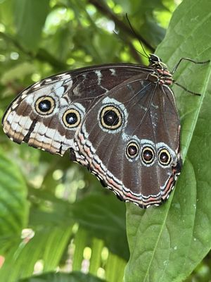 The Key West Butterfly and Nature Conservatory by null