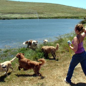 Patrick Canine Training & Boarding - Pet Training Near Me - Petaluma, California Patrick Canine Training & Boarding - Pet Training Near Me - Petaluma, California