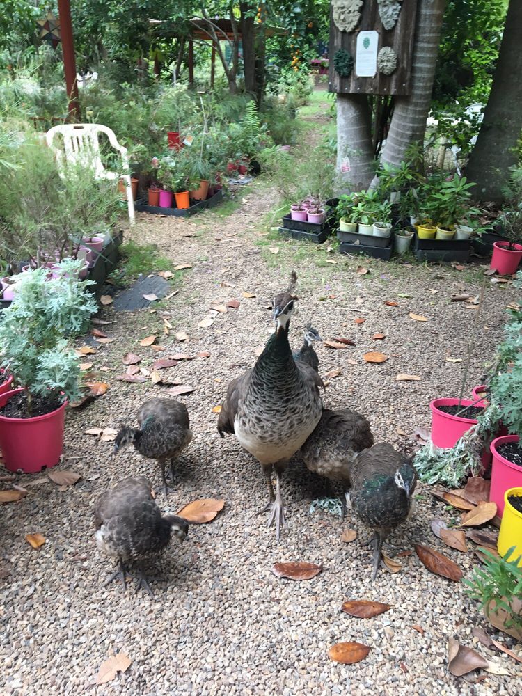 ANNIE’S COUNTRY TEA GARDEN & NURSERY 4460 Kyogle Rd, Wadeville New