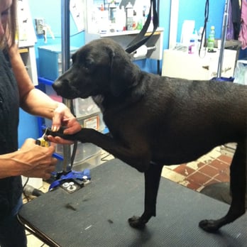 Happy Tails Holistic Pet Grooming - Pet Groomers Near Me - Brooklyn, New York Happy Tails Holistic Pet Grooming - Pet Groomers Near Me - Brooklyn, New York