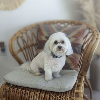 Desert Feed Bag - A small white dog with a collar is seated on a light-colored cushion on a wicker chair. The chair has a decorative pillow with a geometric pattern in the background. The setting appears to be indoors with neutral-colored walls and some decorative elements visible. - Pet Stores Near Me - Indio, California