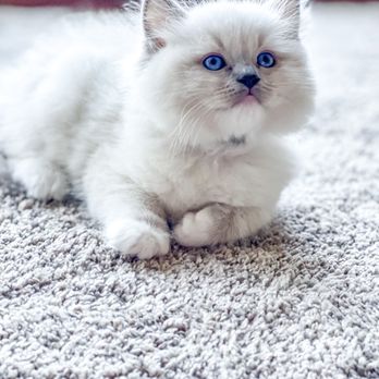 Day Spring Ragdolls - Amy's Blue mitted kitten. - Pet Breeders Near Me - Shingle Springs, California